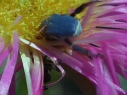 Monkey beetle (Scelophysa trimeni) pair mate on pink flower while 2nd male lurks, Namaqualand, South Africa Stock Footage