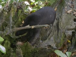 MS Sun bear foraging on forest floor / Sandakan, Sabah, Malaysia Stock Footage