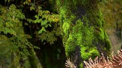 Landscapes of Caucasus (Azerbaijan) Stock Footage