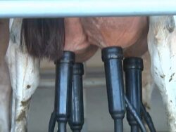 Swollen Udder Pump Stock Footage