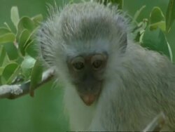 Vervet monkey, Cercopithecus aethiops, sitting in tree and searching, Botswana, Africa Stock Footage