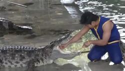 Crocodile Wrestling in Thailand Stock Footage