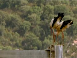 White Storks (Ciconia ciconia) on fence next to road, Dehesa de Abajo (Puebla del Rio, Sevilla), Andalucia, Spain Stock Footage