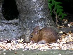 Wood Mouse Stock Footage