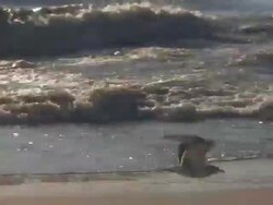 Seagull Takeoff Stock Footage