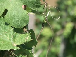 HD: Vineyard Stock Footage