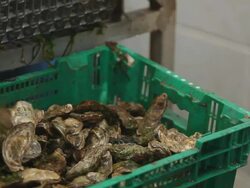 Oyster Stock Footage