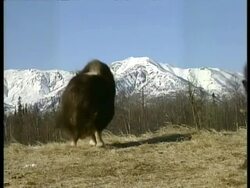 MS male Musk Oxen, Ovibos moschatus, running away with other male following, Arctic Circle Stock Footage