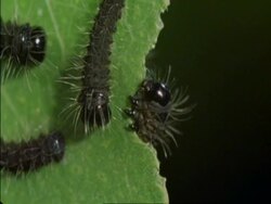 CU Caterpillars eating leaf, Botswana, Africa Stock Footage