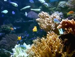 Aquarium Stock Footage