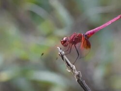 red dragonfly fly Stock Footage