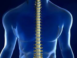 Spine Anatomy with Intervertebral Disc Stock Footage