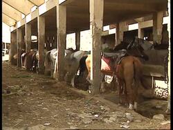 EGYPT: CAMELS TO BE BANNED FROM GIZA PLATEAU News Clip