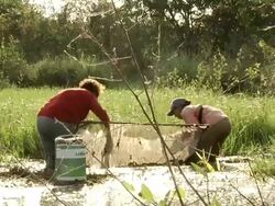 MS Women fishing baits with net / Mato Grosso do Sul, Brazil Stock Footage