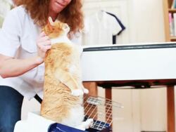 Cat going into pet carrier Stock Footage