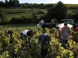 group of young people harvesting grapes Stock Footage