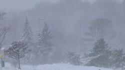 Blizzard, Snow Storm, Blowing Snow Through Pine Trees - Plymouth, Massachusetts Stock Footage