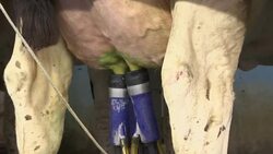 Wisconsin researchers work to make cows happier News Clip