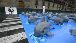CLEAN : Protest in Mexico to defend rare marine mammal News Clip