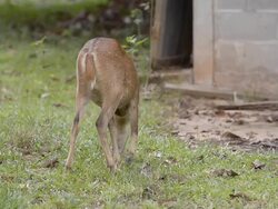 back view hind eat grass Stock Footage