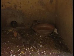 RR0305/C  India: Rats News Clip