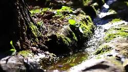Creek Water Stock Footage