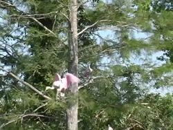 Pair of Roseate Spoonbills in a Tree Stock Footage