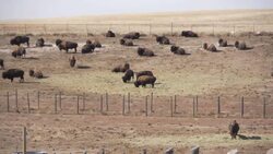 Bison Stock Footage