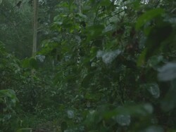 MS Rain in forest / Buikwe, Uganda Stock Footage