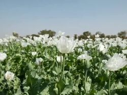 MS Poppy flowers / Rajasthan, India Stock Footage