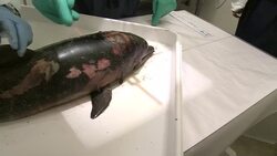 Scientists examine a small dead dolphin after an oil spill in the Gulf of Mexico. Stock Footage