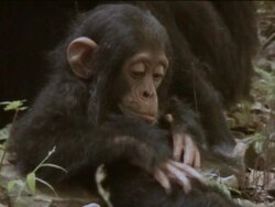 CU, Young chimpanzee (Pan troglodytes) scratching leg, Gombe Stream National Park, Tanzania Stock Footage