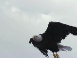 MS TS Bald Eagle taking off from rock edge / Boise, Idaho, United States Stock Footage