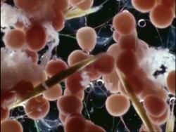 BCU Microscopic Planktonic Coral Larvae clumped together, Bermuda Stock Footage