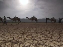 WS PAN Camel caravan crosses over dry crack mud / Republic of Djibouti Stock Footage