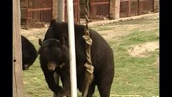 Moon Bear Sanctuary in China News Clip