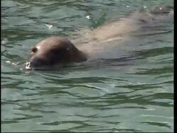 Seal sanctuary in Cornwall takes care of sick and injured seals News Clip