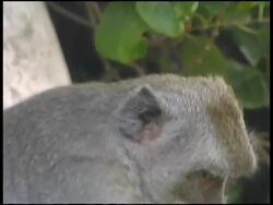 Monkey Eats Banana (Close Up) Stock Footage