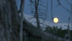 A full moon glows over a snowy forest. Stock Footage