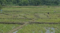 Farmer Stock Footage