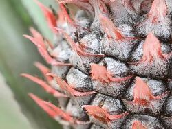 Pineapple Stock Footage