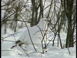CU Ptarmigan, Lagopus mutus, walking on snow by bush, Arctic Circle Stock Footage
