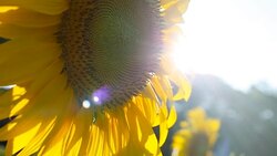 sunflower and sun Stock Footage