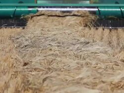 Close-up of combine harvester harvesting wheat field Stock Footage