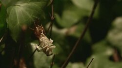DCI4K, T/L, Newlyâ€emerged Cicada.(Time lapse : 5 of 6) Stock Footage
