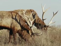 Two (2) bull Elk with large antler racks, graze on hillside. Stock Footage