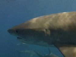 Tiger Shark (Galeocerdo cuvier) Stock Footage