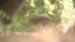 VOICED : Searching for the last lions in Nigeria News Clip