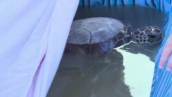 CLEAN : Uruguay: NGO releases protected turtles into the sea News Clip