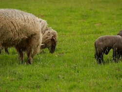 Black Sheep and lambs Stock Footage